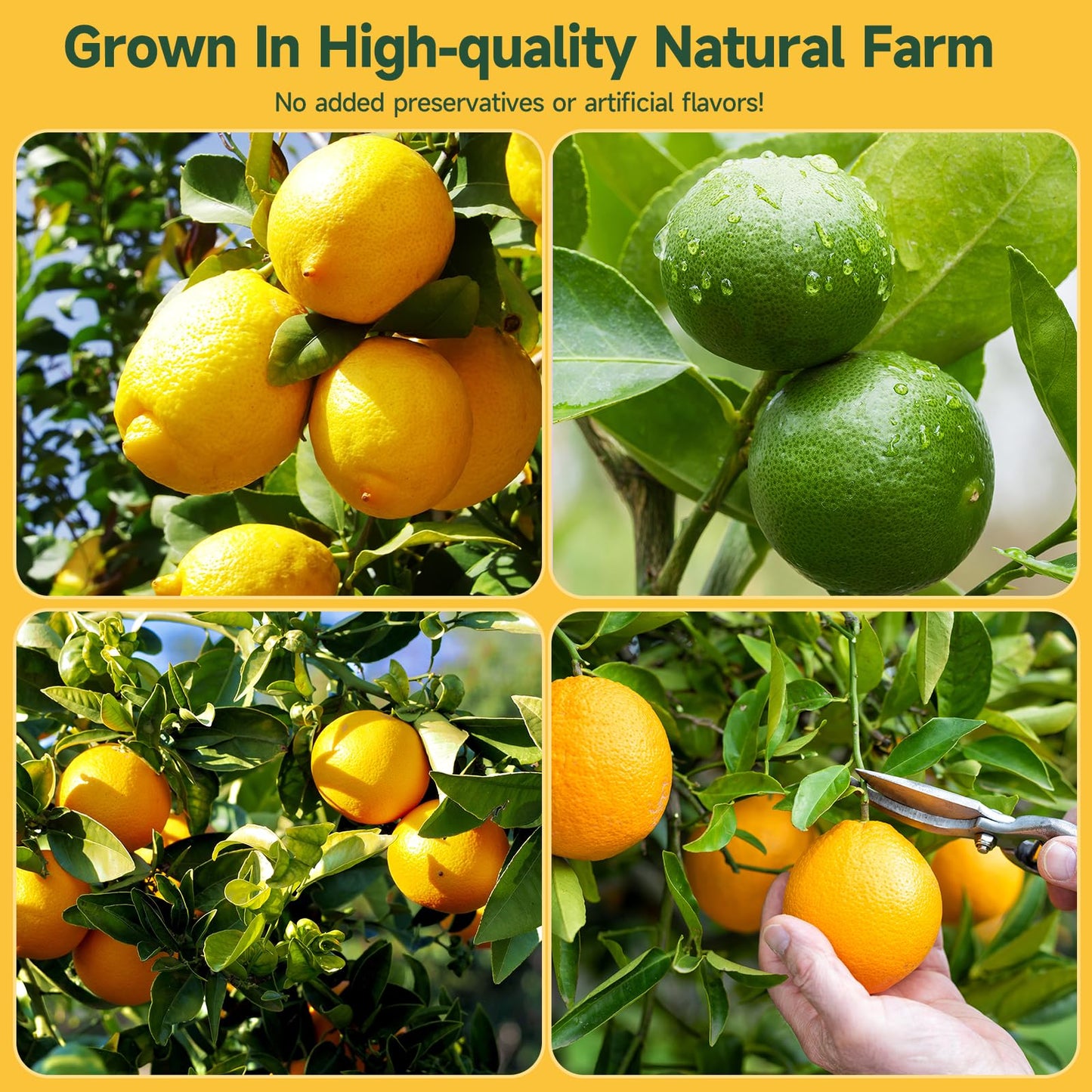 3-Pack Dehydrated ORANGE,LEMON & LIME,9oz total,Premium Craft Cocktail Garnish With10 Pcs Drink Umbrellas Picks And 1 Fruit Clips,for Tea, Beverages, and More Craft Cocktail Home Mixologist,Bartender Garnishes Dried Fruit